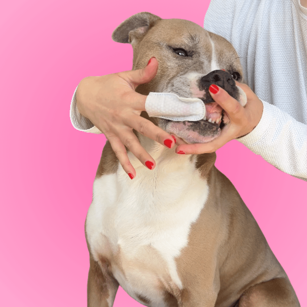 The Complete Guide to Dog Teeth Cleaning: Easy At-Home Tips That Actually Work